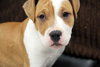 Kg Litter Molly - ADOPTED 12.20.12