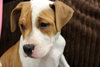 Kg Litter Molly - ADOPTED 12.20.12