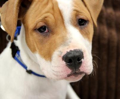 Kg Litter Molly - ADOPTED 12.20.12