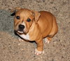 Kg Litter Butterball - ADOPTED 01.09.13