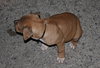 Kg Litter Butterball - ADOPTED 01.09.13