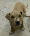 Kg Litter Butterball - ADOPTED 01.09.13