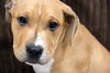 Kg Litter Butterball - ADOPTED 01.09.13