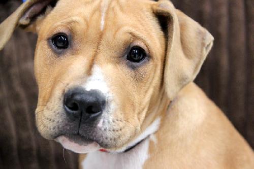 Kg Litter Butterball - ADOPTED 01.09.13