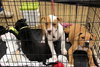Kg Litter Butterball - ADOPTED 01.09.13