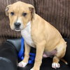 Kg Litter Butterball - ADOPTED 01.09.13
