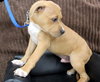 Kg Litter Butterball - ADOPTED 01.09.13