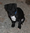 Kg Litter Hudson - ADOPTED 12.24.12
