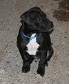 Kg Litter Hudson - ADOPTED 12.24.12