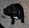 Kg Litter Hudson - ADOPTED 12.24.12