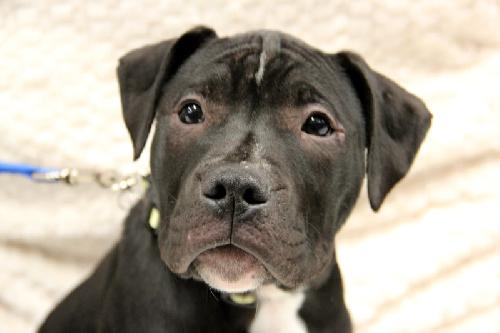 Kg Litter Hudson - ADOPTED 12.24.12
