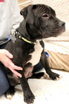 Kg Litter Hudson - ADOPTED 12.24.12