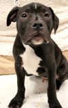 Kg Litter Hudson - ADOPTED 12.24.12