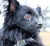 Shady-ADOPTED 01.31.13