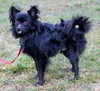 Shady-ADOPTED 01.31.13