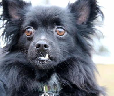 Shady-ADOPTED 01.31.13