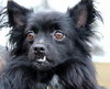 Shady-ADOPTED 01.31.13