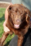 Holly-ADOPTED 01.21.13