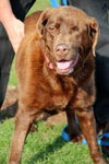 Holly-ADOPTED 01.21.13