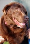 Holly-ADOPTED 01.21.13