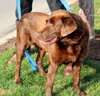 Holly-ADOPTED 01.21.13