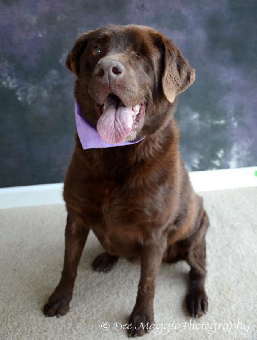 Holly-ADOPTED 01.21.13