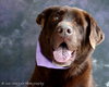 Holly-ADOPTED 01.21.13