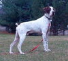 Dually - ADOPTED 01.17.14