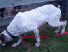 Dually - ADOPTED 01.17.14