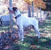 Dually - ADOPTED 01.17.14