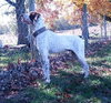Dually - ADOPTED 01.17.14