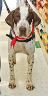 Dually - ADOPTED 01.17.14