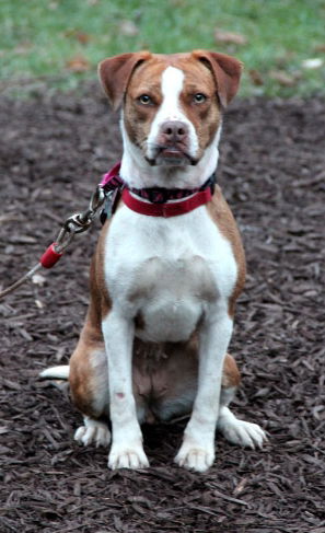 Wiggles-ADOPTED 12.21.12