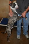Tim-ADOPTED 03.05.13