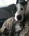 Tim-ADOPTED 03.05.13