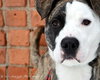 Tim-ADOPTED 03.05.13