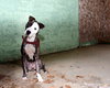 Tim-ADOPTED 03.05.13