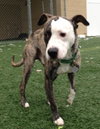 Tim-ADOPTED 03.05.13