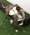Tim-ADOPTED 03.05.13