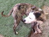 Tim-ADOPTED 03.05.13