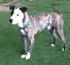 Tim-ADOPTED 03.05.13