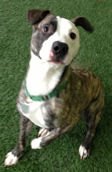 Tim-ADOPTED 03.05.13