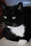 Tux CP - ADOPTED 02.15.13
