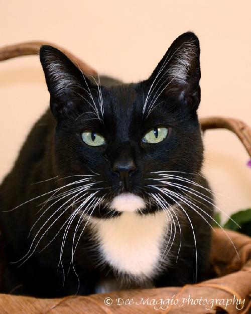 Tux CP - ADOPTED 02.15.13