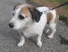 Fern-ADOPTED 03.02.13