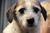 Fern-ADOPTED 03.02.13