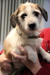 Fern-ADOPTED 03.02.13