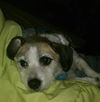 Fern-ADOPTED 03.02.13