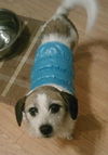 Fern-ADOPTED 03.02.13