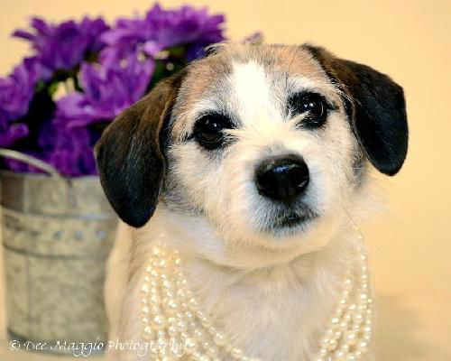 Fern-ADOPTED 03.02.13